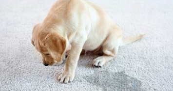 Pet-Stain Pet-Stain